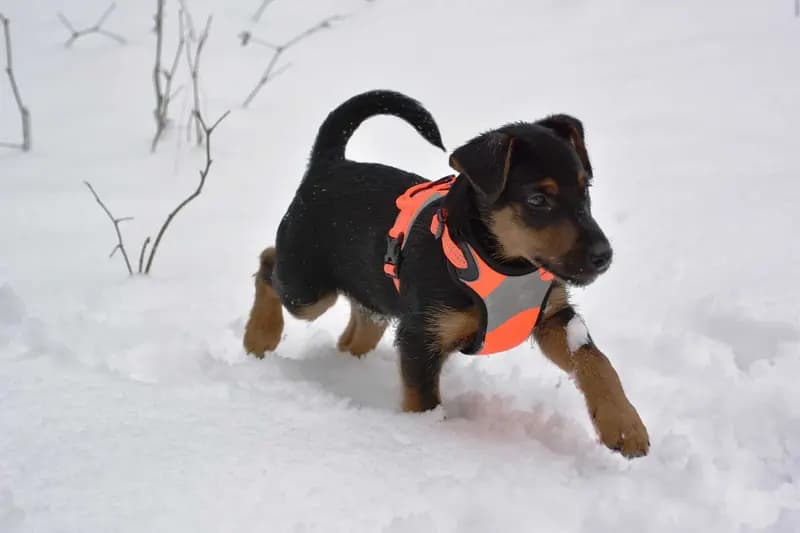 Deutscher Jagdterrier – Hunderasse