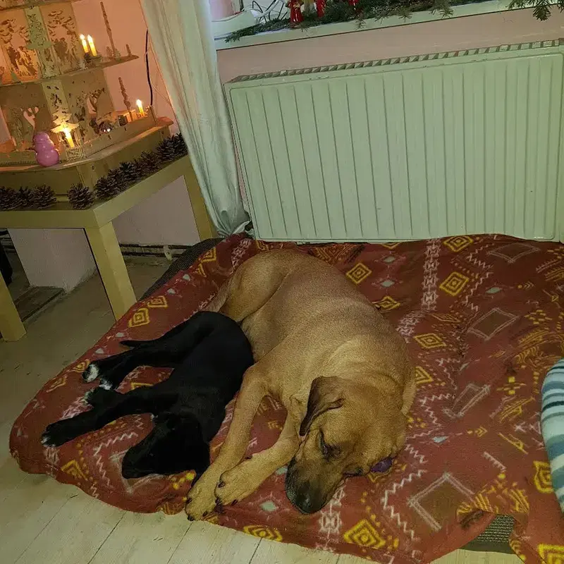 Broholmer vom Elbtal - Bild 1