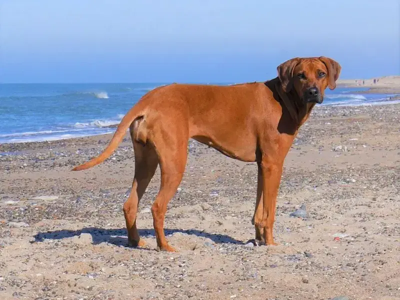 von den Storchenauen