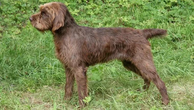 Pudelpointer – raza de perro