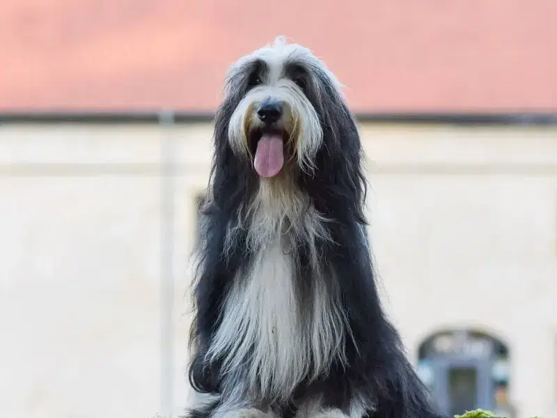 von der Bramgaubande