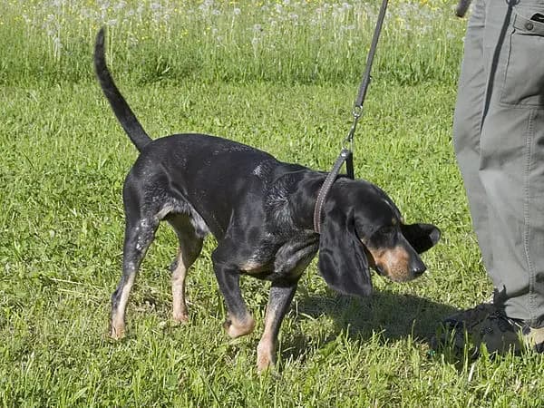 Schweizer Niederlaufhunde (Luzerner Niederlaufhund) – Hunderasse