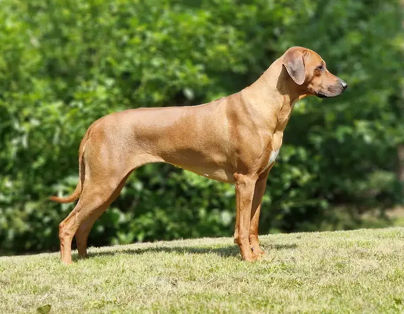 Rusape Rhodesian Ridgebacks - Bild 1