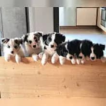 Agilepaws