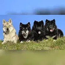 vom Schwarzwaldwolf