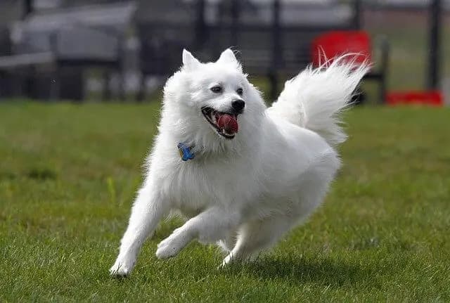 American Eskimo Dog – dog breed