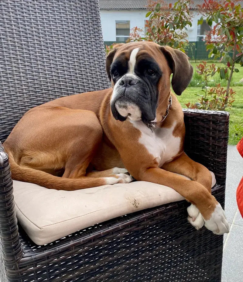 Boxerzucht : vom Himmelstor - Bild 1