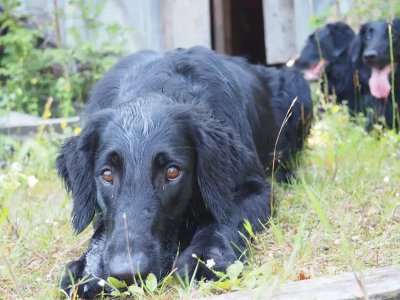 Flat Coated Retriever vom Storchennest - Bild 1