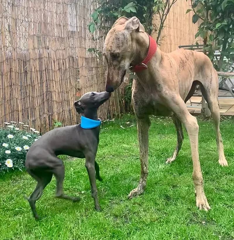 Galgo Español – raza de perro