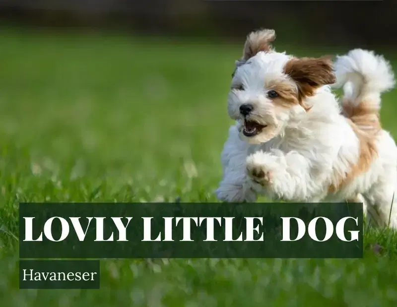lovly little dog - Bild 1