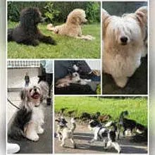 von den Weinbergswölfen