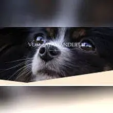 vom Salamandertal
