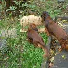 Cologne Red Dogs