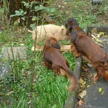 Cologne Red Dogs