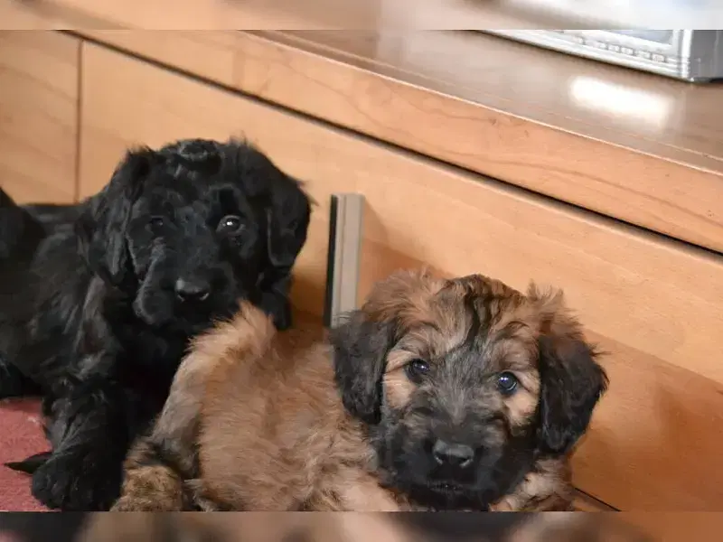 von den Buschräubern