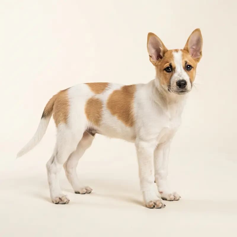 卡罗莱纳犬 Welpe in 花斑色