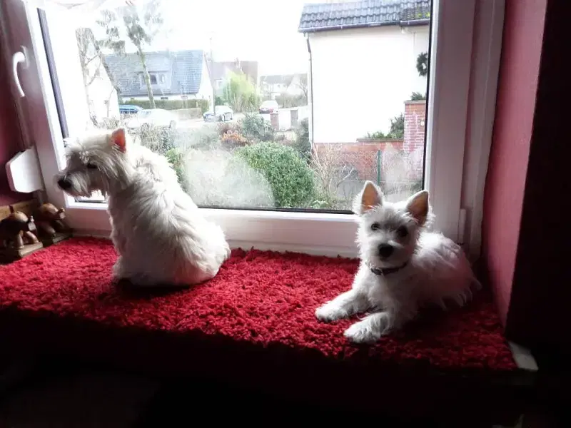 Angels from Celler Castle