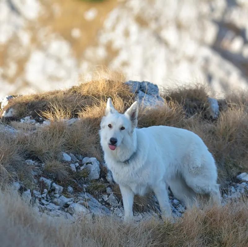 Kanadischer Schäferhund – Hunderasse