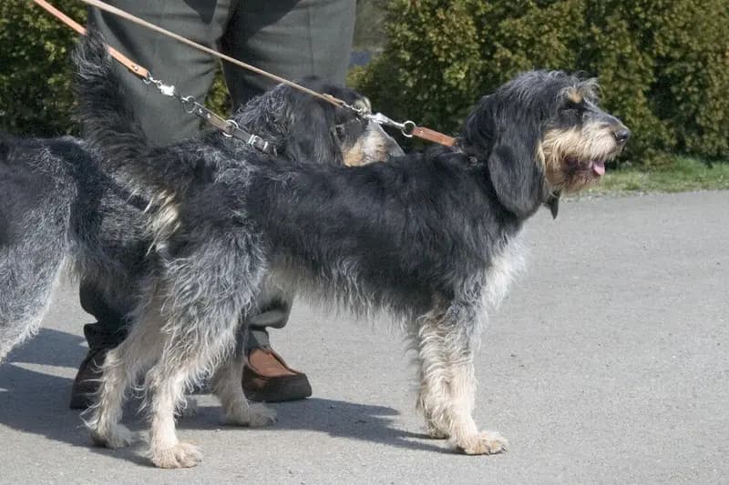 Griffon Bleu de Gascogne – Hunderasse