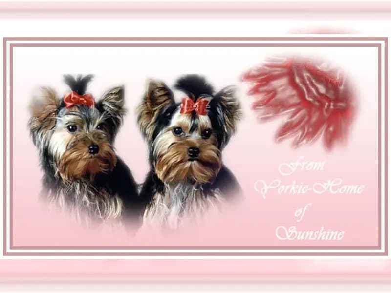 from Yorkie-Home of Sunshine