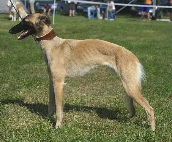 Silken Windsprite (Nationale Rasse) – Hunderasse