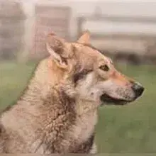 Hunter of the North