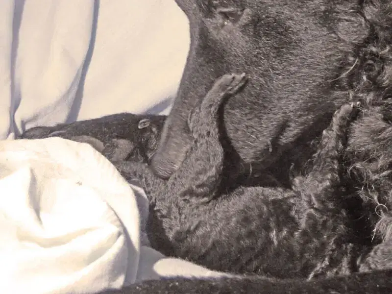 vom Schöntaler Storchenturm