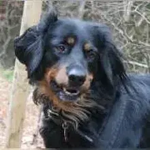 Hovawarte vom Laiberg