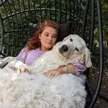 Majna-menti Mákvirág