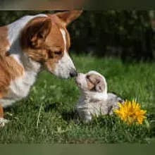 wonderful joy