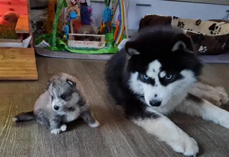 Mystic Falls Pomsky Minihuskys  - Bild 1