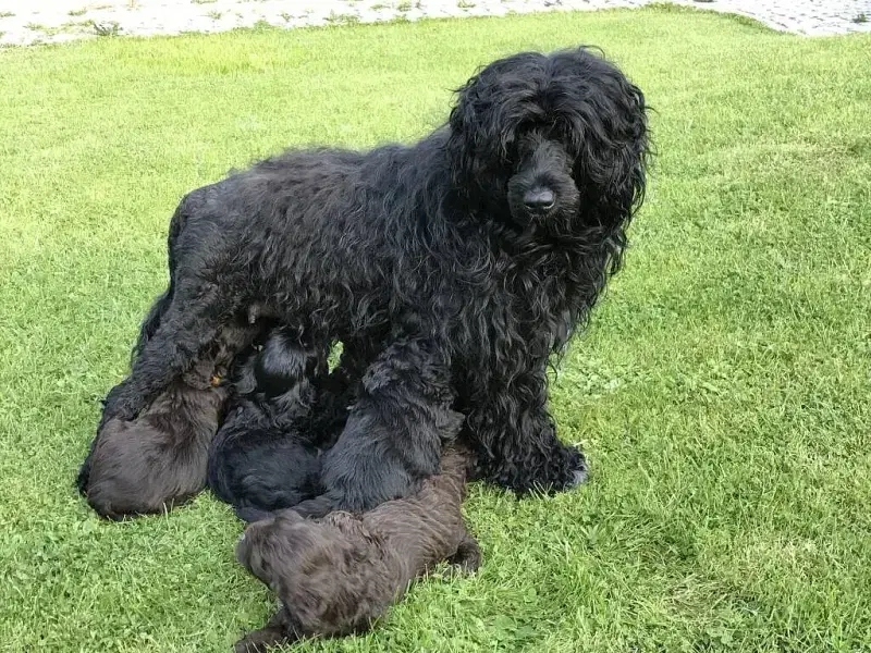 Stolze vom Königstal