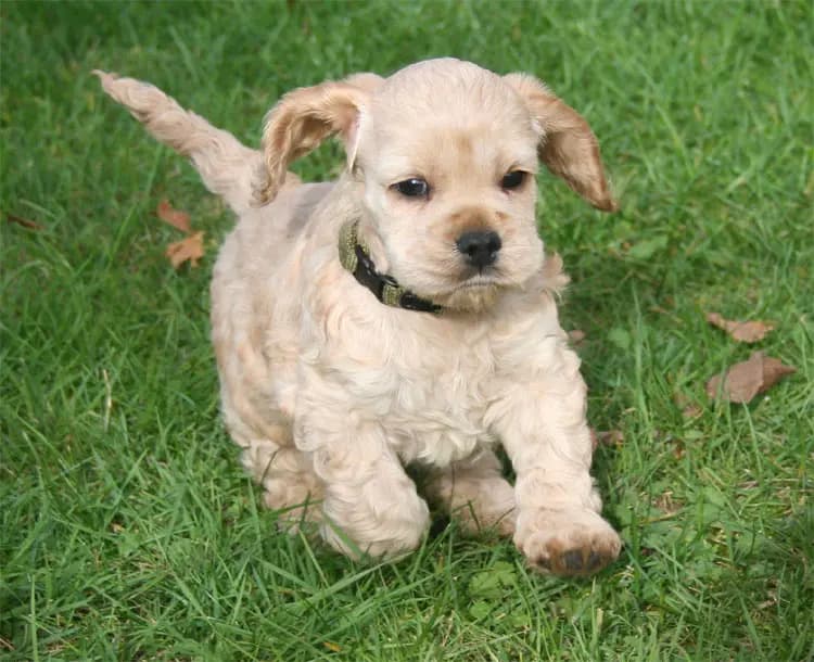 American Cocker Spaniel – dog breed