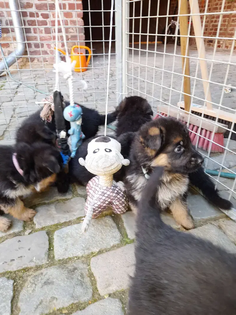 Deutsche Schäferhunde von Haus Charly - Bild 1