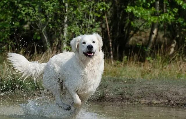 Kuvasz – raza de perro