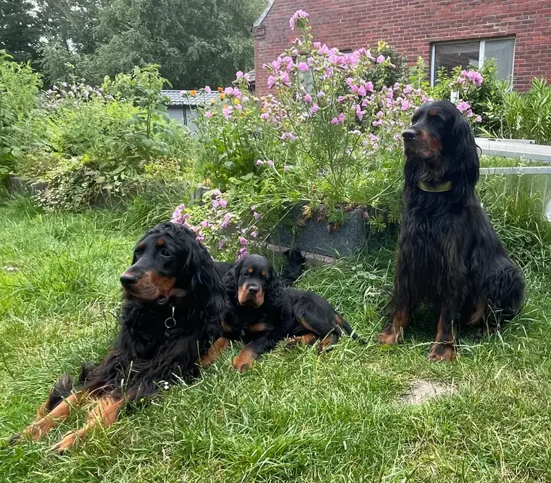 Gordon Setter vom Rosenhof - Bild 1