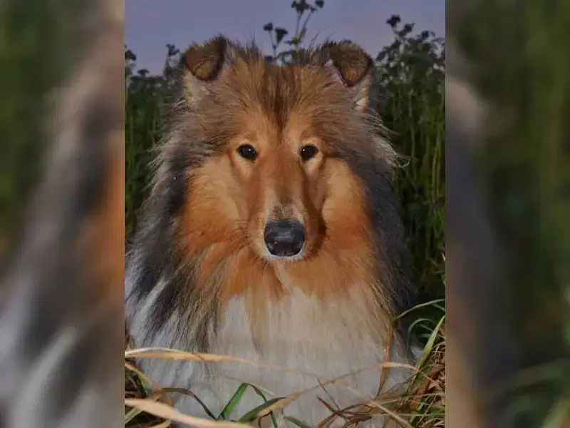 von den Wieste Niederungen