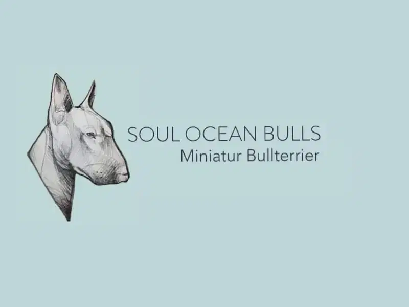 Soul Ocean Bulls