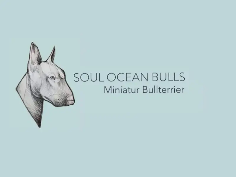 Soul Ocean Bulls