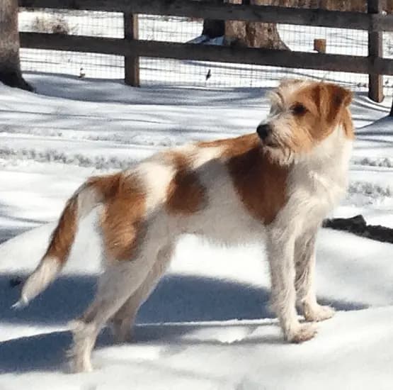 Kromfohrländer – raça de cão