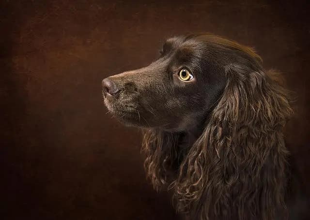 Boykin Spaniel – Hunderasse