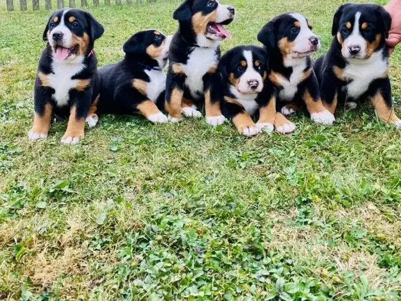 von der Asbacher-Höhe