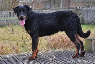 Beauceron – dog breed