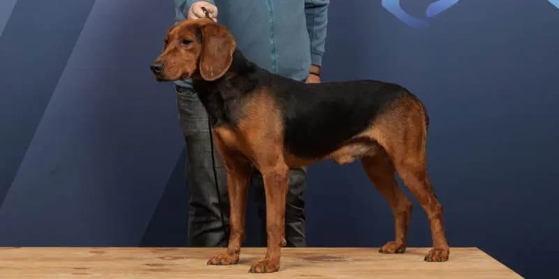 Serbischer Laufhund – Hunderasse