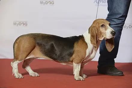Basset Artésien Normand – dog breed