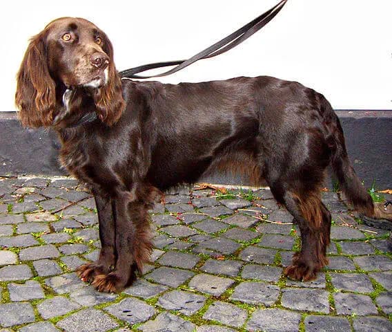 German Spaniel – dog breed