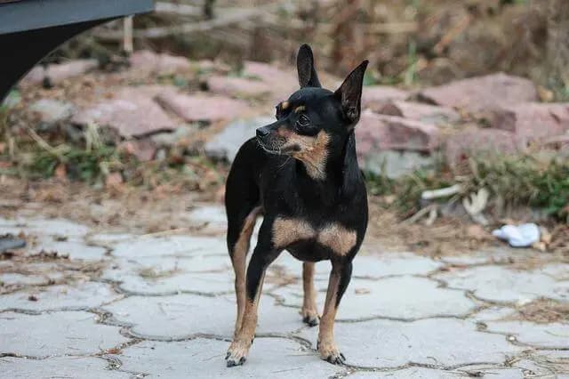 American Toy Terrier – hunderace