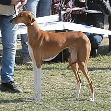 Azawakh – dog breed
