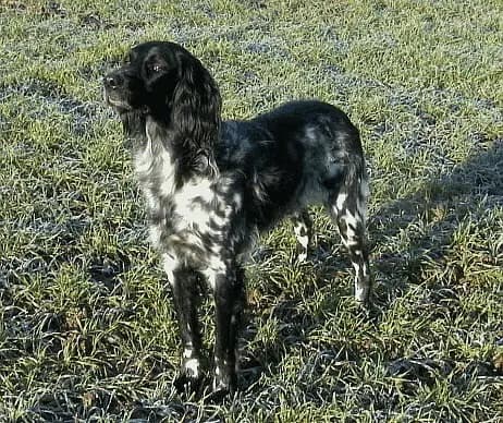 Grande cane da ferma del Münsterländer – razza canina