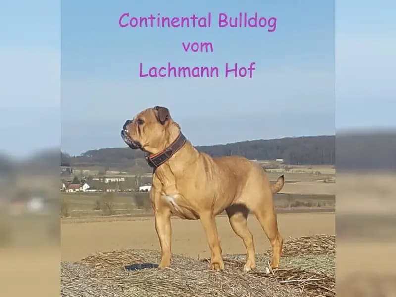 vom Lachmann Hof